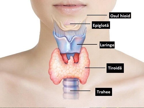 Glanda tiroida – ce este, cum functioneaza,rolul si afectiunile ei